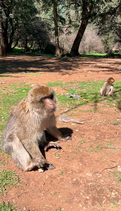 Dos monos sentados en un bosque de cedros, el Atlas, Marruecos