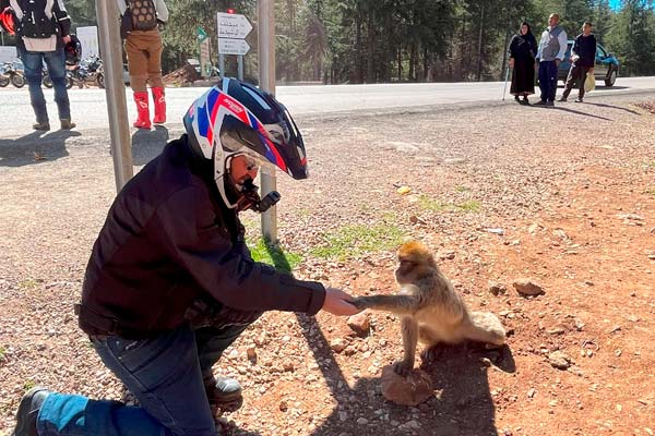 Hombre con casco de moto dándole la mano a un mono junto a la carretera al paso por el Atlas, Marruecos